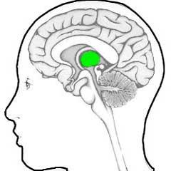 Portion of the cerebral cortex that receives information from the visual fields Parietal lobe Portion of the cerebral cortex that receives sensory input for touch and body position.