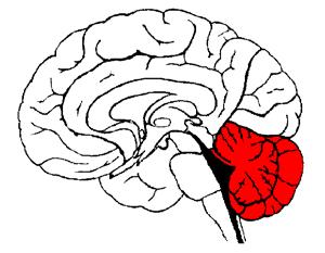 Cerebellum Directs maintenance activities such as eating,
