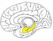 system, linked to emotion and reward Hippocampus Little
