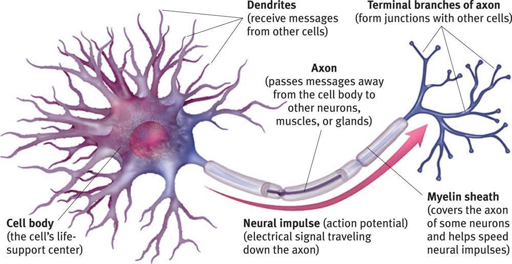 What do neurons look like?