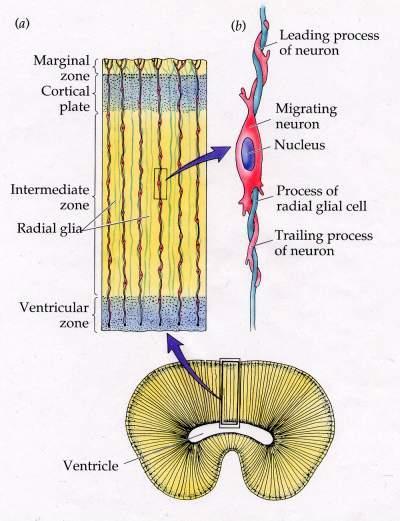 3. Migration Radial Glia Radial glial cells act as guide wires for the migration of neurons Migrating cells are