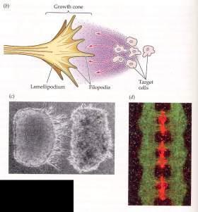 4. Axon Growth/Synaptogenesis Once migration is complete and structures have formed (aggregation), axons and dendrites begin to grow to their mature size/shape.