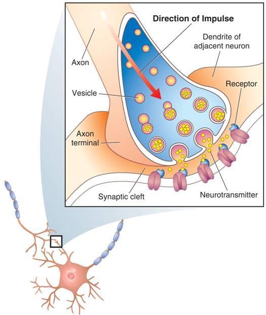 The Synapse A