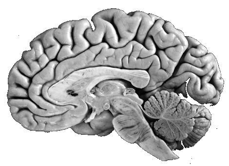 Cerebral cortex (Cerebrum) The Cerebrum / Cerebral Cortex Is the