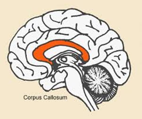 The Brain A deep groove divides the cerebrum