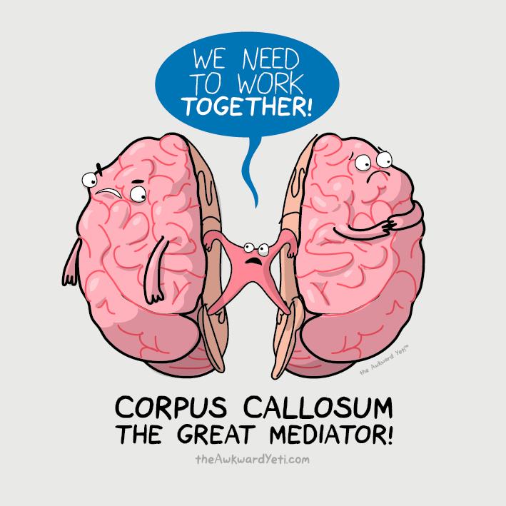 of tissue called the corpus callosum.