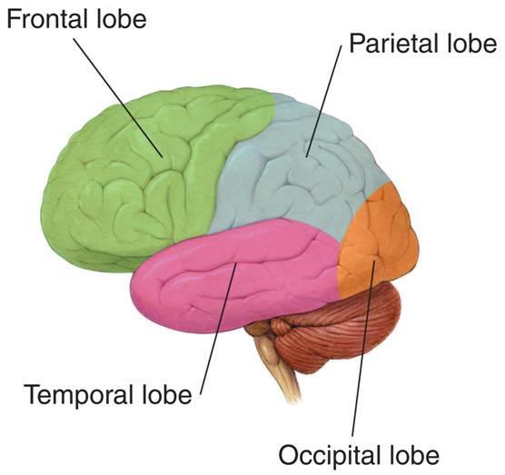The Brain Lobes of