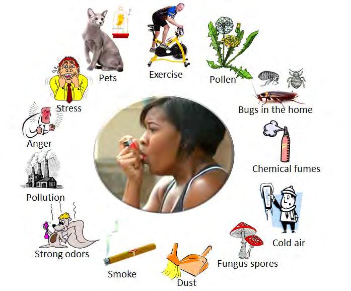 Common asthma triggers Extrinsic Dust mites Mold Pollen Certain foods Animal dander Intrinsic Exercise