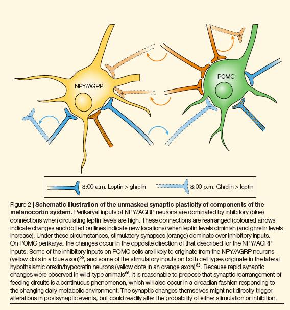 Leptin and ghrelin regulation of synaptic inputs in normal animals Perhaps fluctuations in leptin levels that occur in normal animals also change synaptic weights on a daily basis.