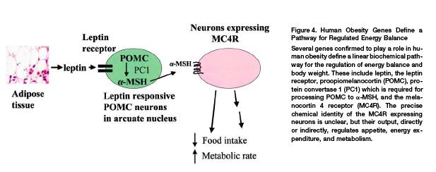 Other components of the leptin/pomc circuit are more frequently