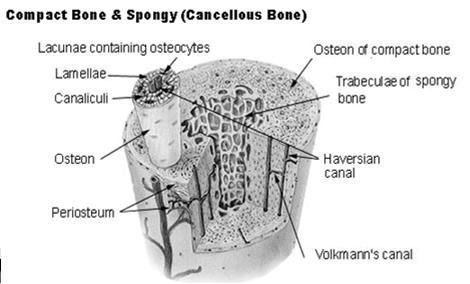 Concentrated in diaphysis of long bone Houses osteons