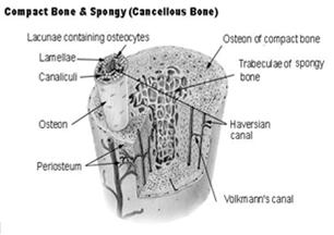 bone trabecular or spongy) 20% skeletal mass