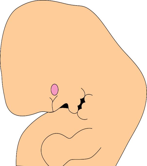 Basic Embryology The ear