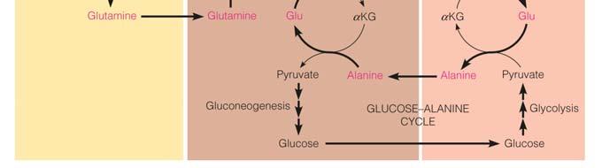 The carrier is glutamine in most tissues but