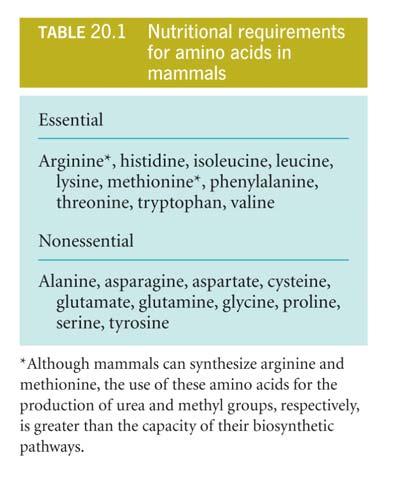 Essential and non essential amino acids Mammals can degrade all amino acids, however cannot synthesize all amino acids.