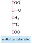 Amino acids degrading to α ketoglutarate Part of urea cycle Glutamate Glutamine Histidine Proline Arginine Amino acids degrading to succinyl CoA 4 amino acids can degrade