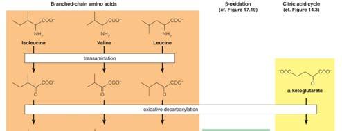 Branched chain amino acids Isoleucine, valine, & leucine To degrade these amino acids, they are first converted