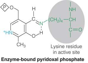 Pyridoxal phosphate (PLP) is the predominant coenzyme form Pyridoxamine phosphate (PMP) is an