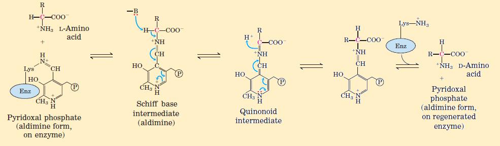 Amino acid racemases Almost all amino acids are made as L amino acids.