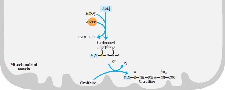 Urea cycle carbamoylphosphate synthetase Ornithine transcarbamoylase Argininosuccinate synthetase Urea cycle