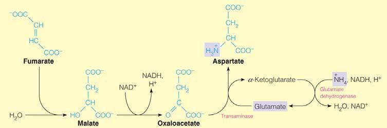 However, fumarate can be used to capture another NH 3 in the mitochondria through TCA cycle to OAA, which then
