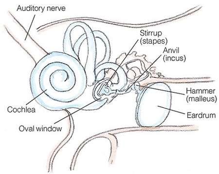 Inner Ear Inner Ear Semi-circular canals Auditory nerve