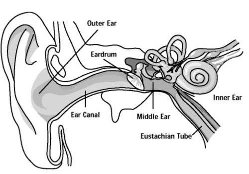 Outer Ear Pinna Outer ear: - Made up of the