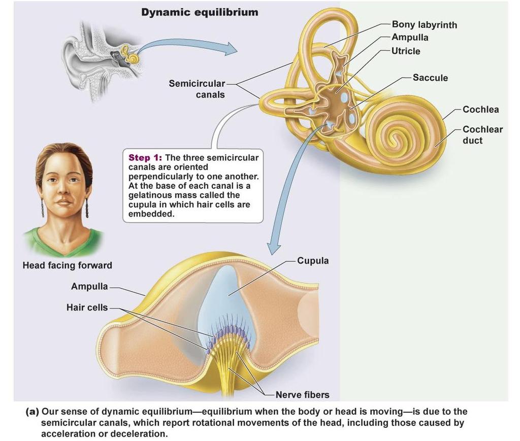 13 (2 of 2) The Vestibular Apparatus - Dynamic equilibrium Fluid filled cupulas at base of the semicircular canals have hair