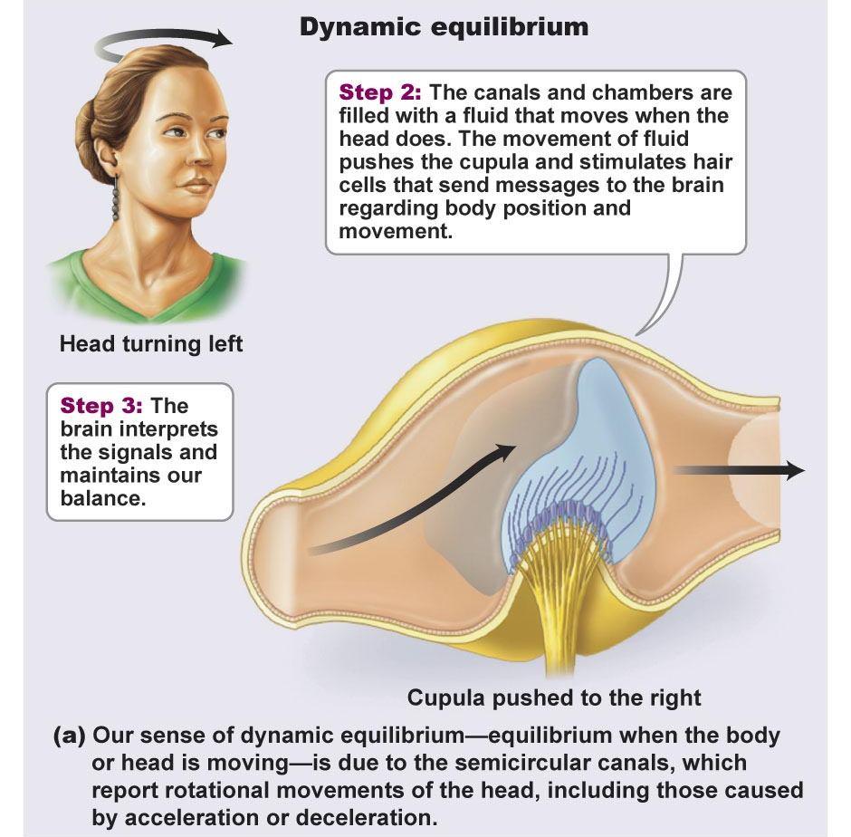 The Vestibular Apparatus - Static equilibrium Otoliths are small chalk like granules When head is tilted the otoliths move and
