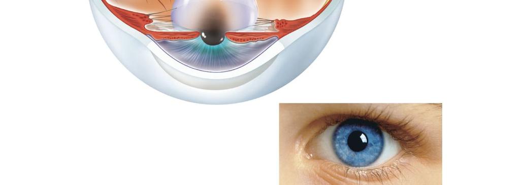 anterior chamber) Cornea Pupil Iris Sclera Layers of the Eye Outer layer Figure 9.