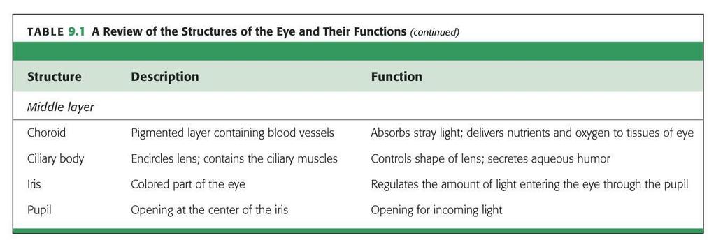 Middle Layer of the Eye Inner Layer of Eye Contains: Retina Photoreceptors - Rods and Cones Fovea Inner Layer of Eye - Retina