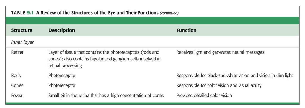 1 (2 of 4) Vision Depends on the Eye The retina contains photoreceptors Rods Cones detect color The fovea is a pit in the