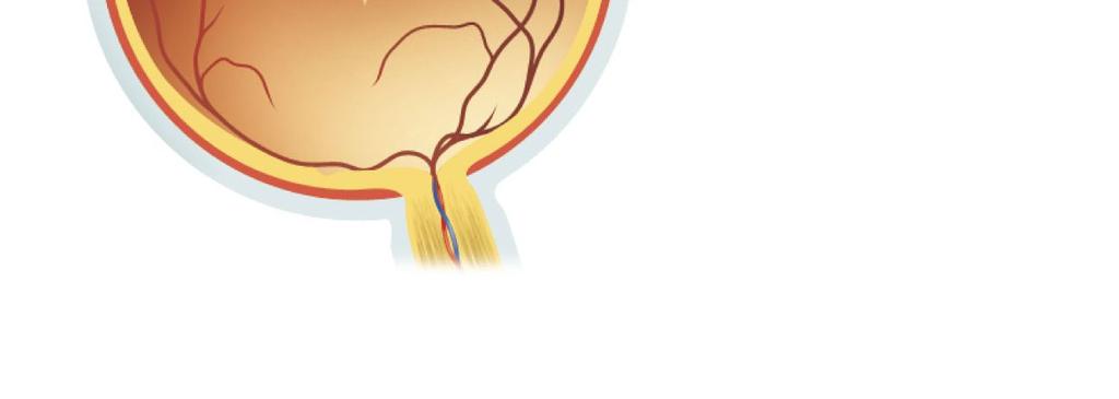 Bipolar cell layer Retina Sclera Cone
