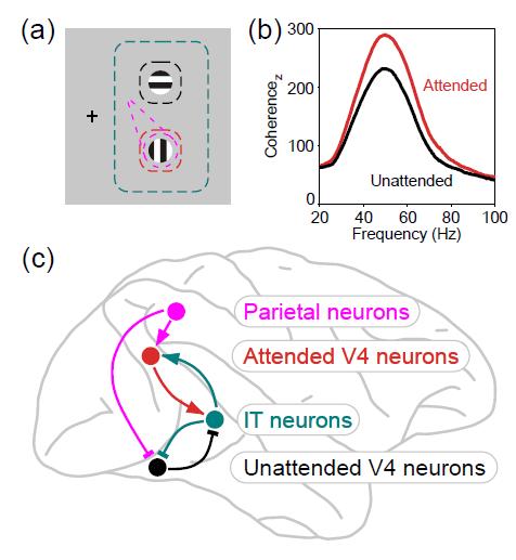 groups of neurons will provide converging and competing input to a receiving neuronal group at the next stage of visual processing (Figure 5a and b).