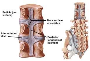 anteriorly) - long ligament -anterior to the vertebrae - starts from cervical region and ends at