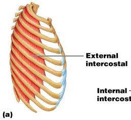 The primary function of deep thoracic muscles is to promote movement for breathing External