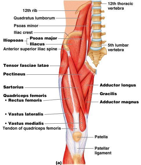 The sole extensor of the knee is the quadriceps femoris The