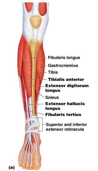 These muscles are the primary toe extensors and ankle dorsiflexors They include the