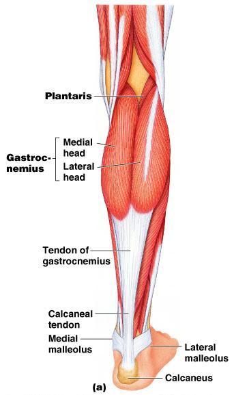 These muscles primarily flex the foot and the toes They include the