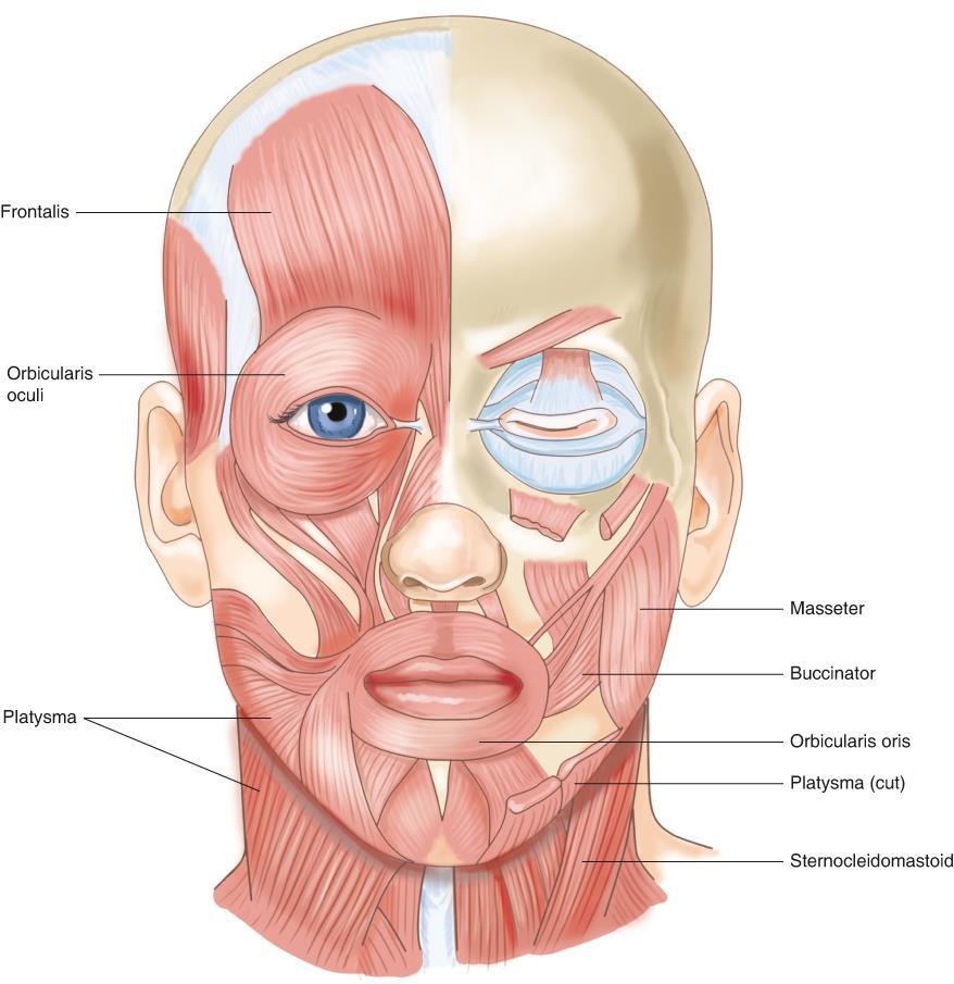 Muscles of Facial Expression (cont d.