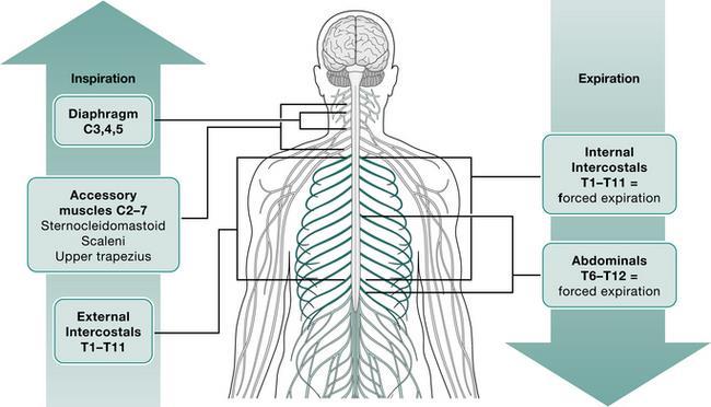 MECHANICS OF RESPIRATION Normal respiration