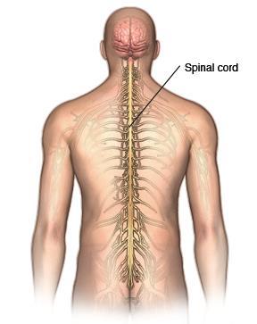 Causes of spinal cord