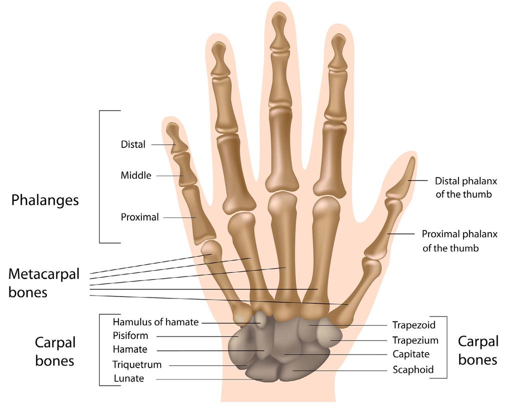 Bones of the human hand and wrist Carpometacarpal joints Join The distal row of carpal bones to the metacarpal bones Synovial. The bone at the base of the thumb is saddle-shaped.
