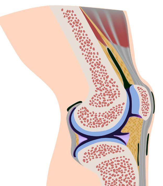 Synovial joints These joints move freely. The surfaces are covered in a very smooth cartilage which enables movement of one bone over another.