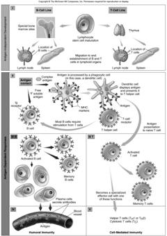 Chapter 15 Specific Immunity and Immunization Topics -3 rd of Defense - B cells - T cells - Specific Immunities Third line of Defense Specific immunity is a complex interaction of immune cells