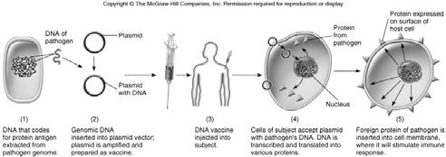 steps associated with the preparation of DNA vaccines.