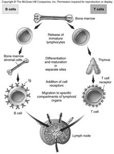 development of B and T cells Mature T and B cells migrate to the lymphoid tissue, where they encounter antigens.