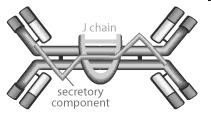 dimer (secretory IgA) Dimer held together by a J chain Secretory IgA (mucous and serous secretions) Local immunity