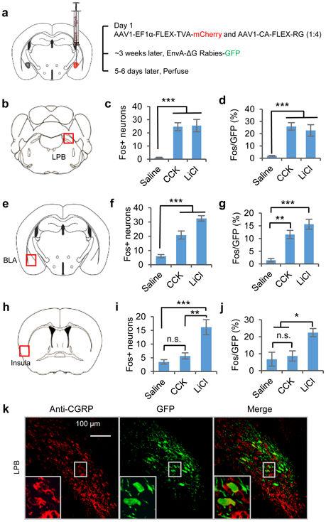 Cai et al. Page 23 Figure 6. Identification of monosynaptic inputs to CEl PKC-δ + neurons that are activated by anorexigenic drugs a. Virus injection procedure for rabies retrograde tracing. b-j.