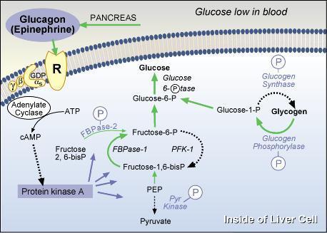state of certain target proteins in the liver cell, which in turn modifies gene expression. The vital point to remember is that insulin and glucagon have opposing effects on carbohydrate metabolism.